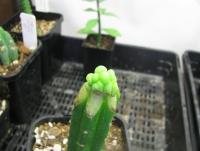 post-4489-0-58532000-1362323731_thumb.jp