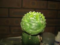 post-4489-0-93110700-1362324789_thumb.jp