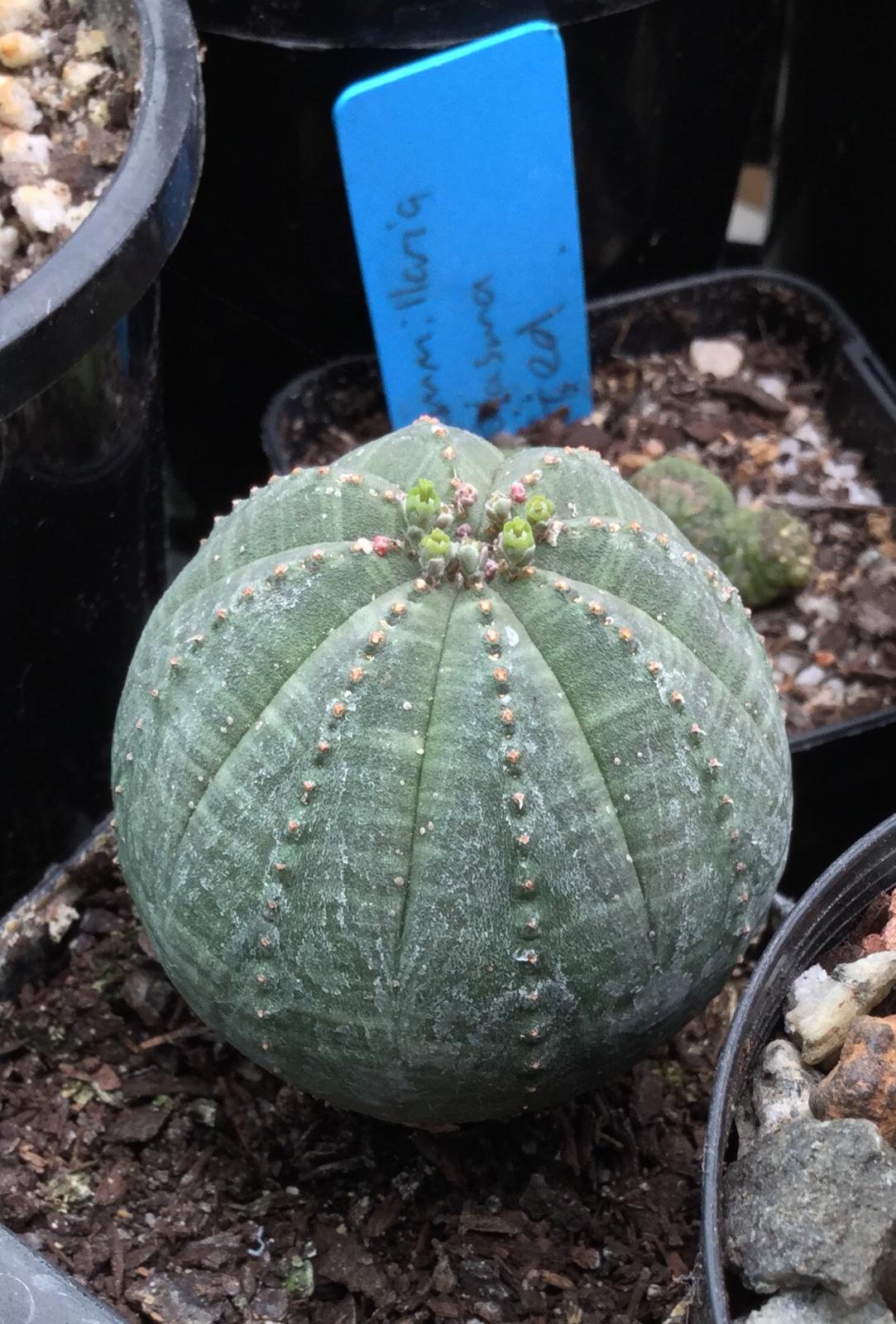 Euphorbia obesa pollination/cross pollination. Cacti & Succulents