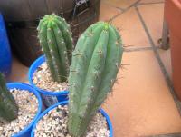 post-15023-0-47812800-1425206729_thumb.j