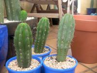 post-15023-0-55263600-1425206697_thumb.j