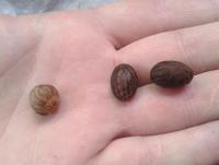 post-14443-0-04944700-1458648761_thumb.j