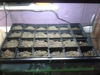 post-14443-0-09001500-1456875248_thumb.j