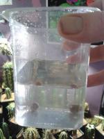 post-14443-0-11111000-1458661416_thumb.j