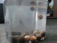 post-14443-0-12323300-1458661284_thumb.j