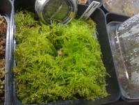 post-14443-0-16477700-1458648920_thumb.j