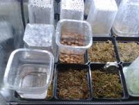 post-14443-0-17618500-1458661721_thumb.j