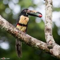 post-14443-0-20429800-1459211807_thumb.j