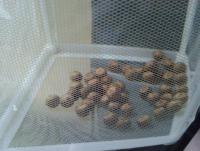 post-14443-0-25553600-1458661604_thumb.j