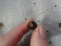 post-14443-0-26550900-1458648632_thumb.j