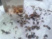 post-14443-0-28033700-1458660126_thumb.j