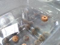 post-14443-0-31377600-1458660680_thumb.j