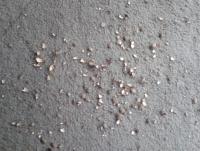 post-14443-0-37571700-1458661681_thumb.j