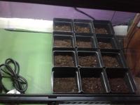 post-14443-0-38355000-1456874846_thumb.j