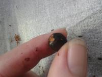 post-14443-0-43754700-1458648669_thumb.j