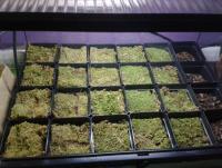 post-14443-0-43771600-1456875468_thumb.j