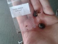 post-14443-0-46104300-1457690755_thumb.j