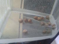 post-14443-0-46244000-1458660304_thumb.j