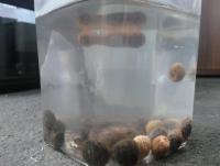 post-14443-0-48287600-1458661234_thumb.j