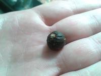 post-14443-0-48288900-1459113774_thumb.j