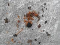 post-14443-0-58827700-1458649387_thumb.j