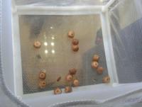 post-14443-0-65769600-1458660539_thumb.j