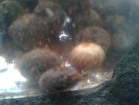 post-14443-0-66416500-1458649168_thumb.j