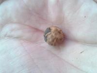 post-14443-0-67389400-1458648848_thumb.j