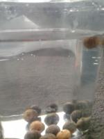 post-14443-0-68099000-1458660647_thumb.j