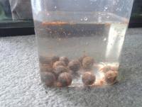 post-14443-0-70028500-1458649267_thumb.j