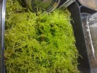 post-14443-0-71491400-1458649138_thumb.j