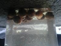 post-14443-0-78807500-1458649230_thumb.j