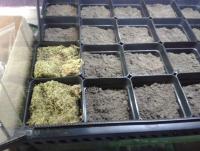 post-14443-0-79667000-1456875356_thumb.j