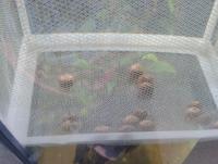 post-14443-0-80197400-1458660498_thumb.j