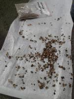 post-14443-0-80333100-1458661563_thumb.j