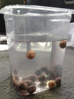 post-14443-0-80859300-1458661347_thumb.j