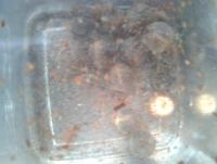 post-14443-0-85978100-1458649197_thumb.j