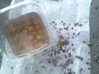 post-14443-0-86390300-1458660082_thumb.j