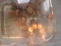 post-14443-0-94956500-1458649335_thumb.j