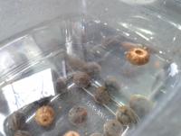 post-14443-0-98745100-1458660712_thumb.j