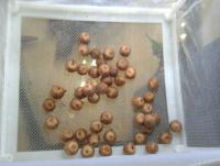 post-14443-0-99303700-1458661644_thumb.j