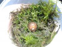 post-14443-0-38081300-1459819138_thumb.j