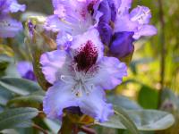 post-1140-0-22331200-1304348870_thumb.jp