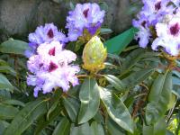 post-1140-0-24705500-1304348900_thumb.jp