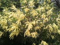 post-8029-0-05312700-1306967008_thumb.jp