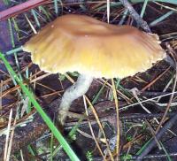 post-13830-0-18350900-1403501635_thumb.j