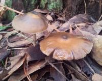 post-13830-0-46458000-1403501630_thumb.j