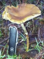 post-13830-0-52129600-1403501634_thumb.j