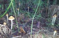 post-13830-0-96663700-1403501635_thumb.j