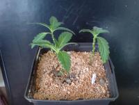 post-14443-0-39252900-1404047639_thumb.j